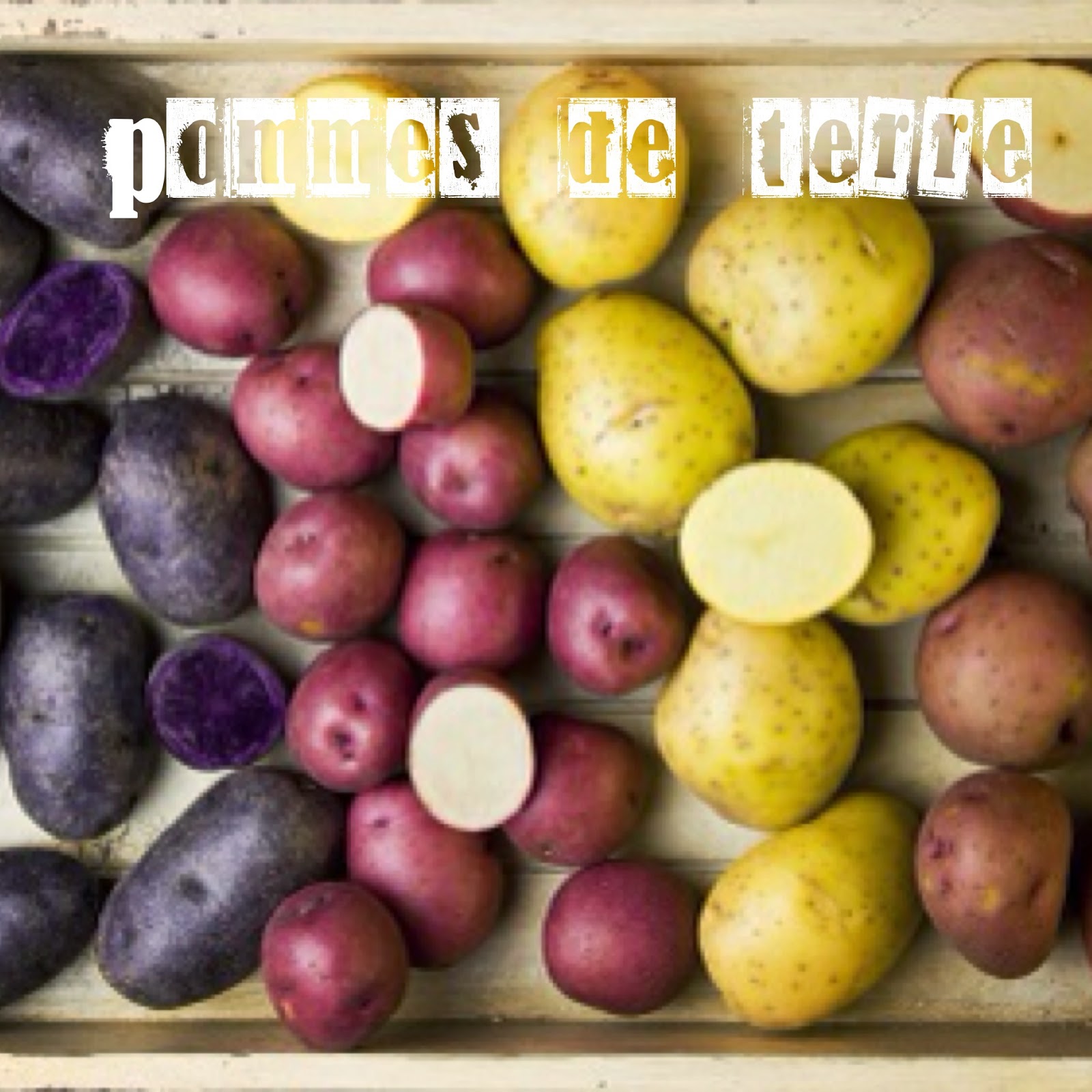 Сорт картофеля Маджестик